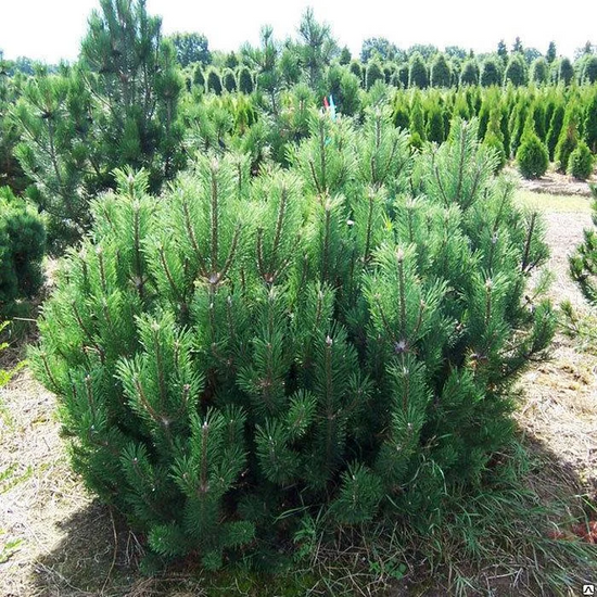 Сосна гірська Мугус Mughus RB діаметр 80, висота 40-60, Зелений