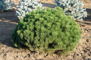 Сосна гірська Магус Mughus h15-20 C5, Зелений