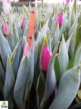 Тюльпаны в горшках, 5 тюльпана в горшке, живые цветы, цветы оптом, оптовая база цветов, Ассорти (На Ваш выбор)