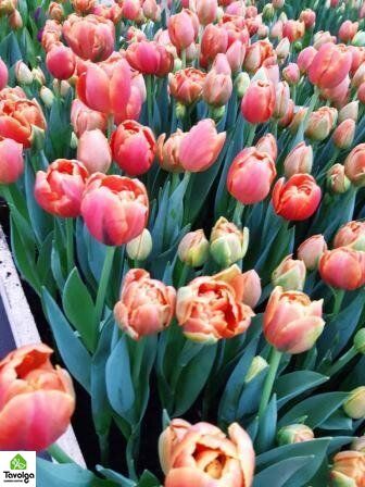 Тюльпани в горщиках, 5 тюльпана в горшку, живі квіти, квіти оптом, оптова база квітів, Мікс (На Ваш вибір)