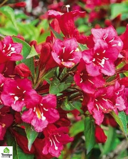 Вейгела цветущая Bristol Ruby ком, h1,0-1.5