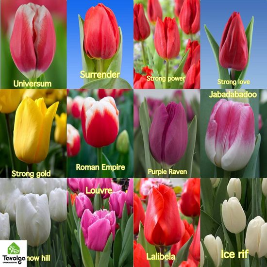 Тюльпани в горщиках, 5 тюльпана в горшку, живі квіти, квіти оптом, оптова база квітів, Мікс (На Ваш вибір)