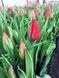 Тюльпаны в горшках, 5 тюльпана в горшке, живые цветы, цветы оптом, оптовая база цветов, Ассорти (На Ваш выбор)