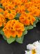 Цветы Примула Махрова, оптом цветы, цветы Киев, садовый центр, опт