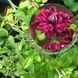 Клематис Purpurea plena elegans, с2