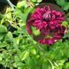 Клематис Purpurea plena elegans, с2