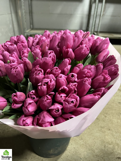 Тюльпани оптом з цибулиною, купити квіти, оптова база квітів, Україна, Мікс (На Ваш вибір)