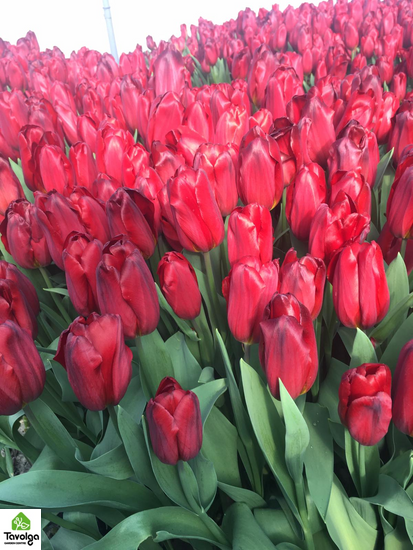 Тюльпаны оптом с луковицой, купить цветы, оптовая база цветов, Украина, Ассорти (На Ваш выбор)