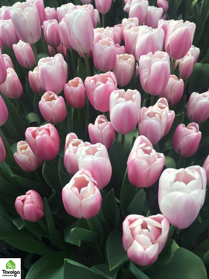 Тюльпаны оптом с луковицой, купить цветы, оптовая база цветов, Украина, Ассорти (На Ваш выбор)