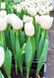Тюльпани оптом з цибулиною, купити квіти, оптова база квітів, Україна, Мікс (На Ваш вибір)