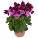 Пеларгония королевская, цветы оптом, цветы в горшках оптом, оптовая база растений, вазоны оптом