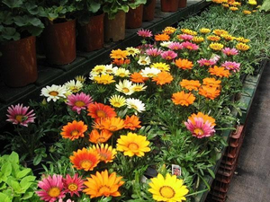 Газания, купить цветы, оптовая база цветов, Украина, Ассорти (На Ваш выбор)