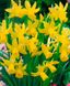 Нарциси, 3 в горшку p12, оптом квіти та в роздріб, садовий центр, Жовтий