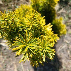 Тис ягідний David Taxus baccata 'David', ком h 40-60см
