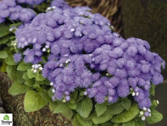 Агератум, квіти фіолетові по оптовій ціні, Фіолетовий