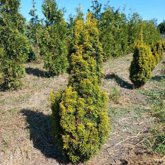 Тис ягідний David Taxus baccata 'David', ком h 40-60см