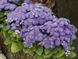 Агератум, цветы фиолетовые по оптовой цене, Сиреневый