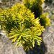 Тис ягідний David Taxus baccata 'David', ком h 40-60см