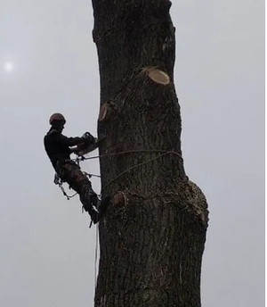 Удаление крупных и средних сухух деревьев