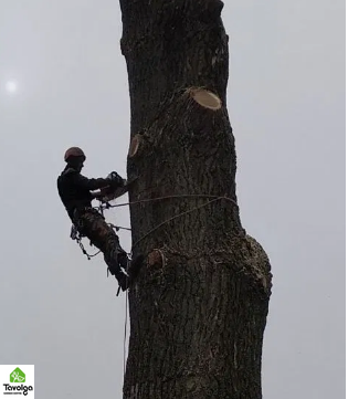 Удаление крупных и средних сухих деревьев