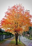 Багряник японський "Pa" (Cercidiphyllum japonicum) С2