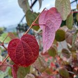 Багряник японський "Pa" (Cercidiphyllum japonicum) С2