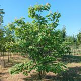 Катальпа бігнонієвидна h 4-5 (м) WBR