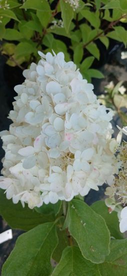 Гортензія Vanille fraise, с3