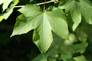 Клен ложноплатановый WBR 25-30 (Acer pseudoplatanus)
