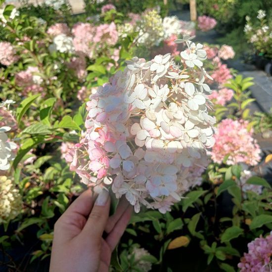 Гортензія Vanille fraise, с3