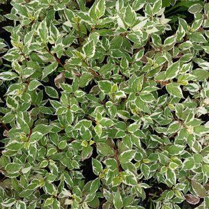 Дерен білий Sibirica variegata