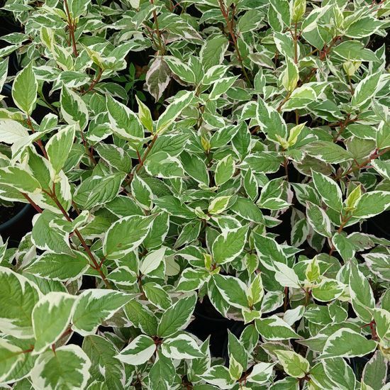 Дерен білий Sibirica variegata