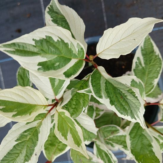 Дерен білий Sibirica variegata