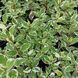 Дерен білий Sibirica variegata
