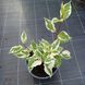 Дерен білий Sibirica variegata