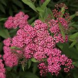 Спірея японська Froebelii, С2, Рожевий