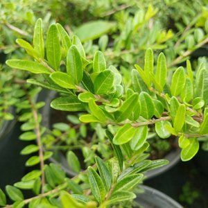 Жимолость шапкова Moss green