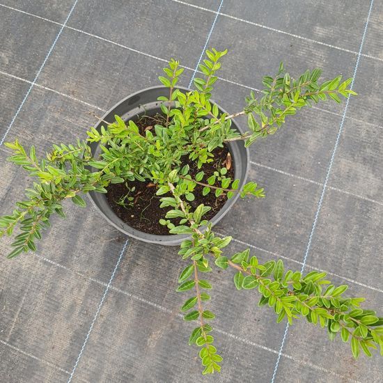 Жимолость шапкова Moss green