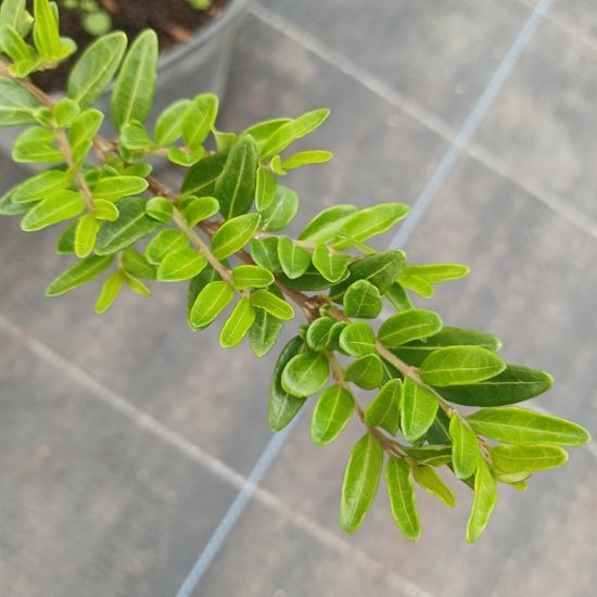 Жимолость шапкова Moss green
