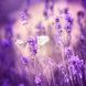 Лаванда p9, квітучі і ароматні вазони, Фіолетовий