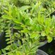 Жимолость шапкова Moss green
