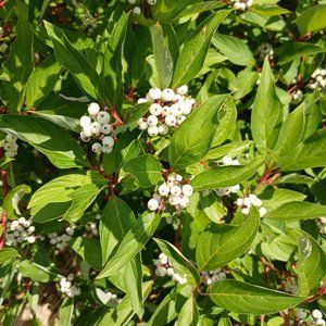 Дерен білий Sibirica