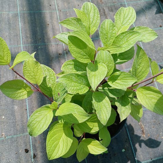 Дерен білий Sibirica