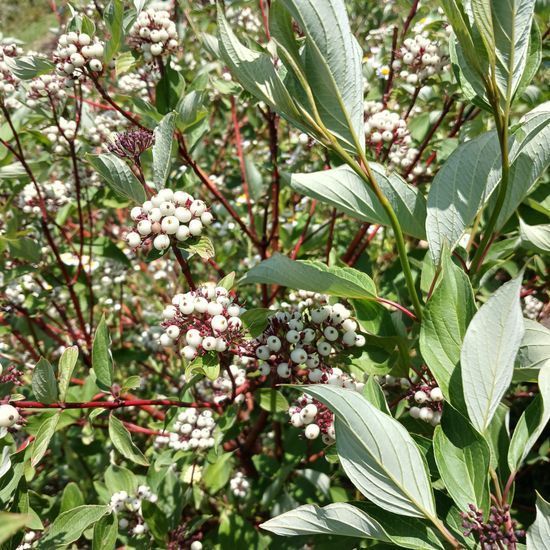Дерен белый Sibirica