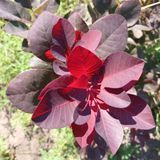 Скумпія Royal Purple, ком, h 120-140 см