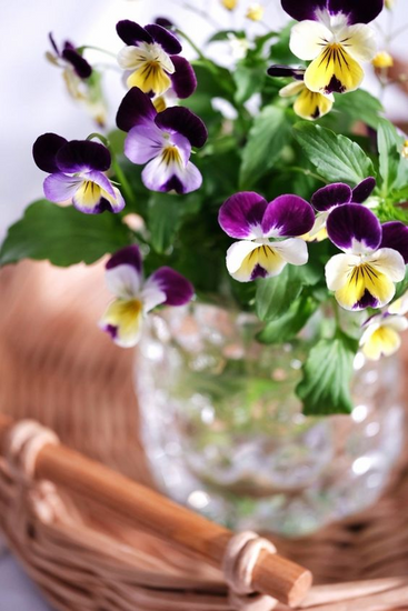 Виолы мікс розница, оптом, купить цветы, садовый центр цветов, виолы в горшках, Акция, Ассорти