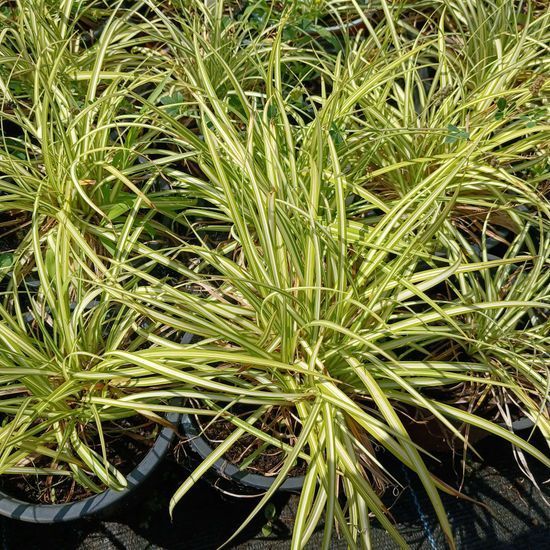 Осока птахонога variegata, Зелений