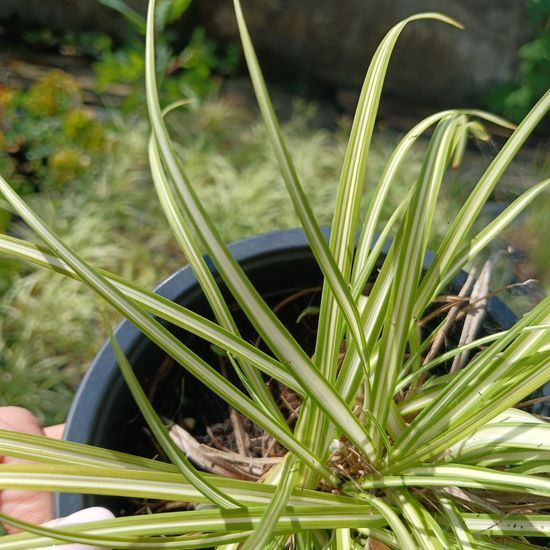 Осока птахонога variegata, Зелений