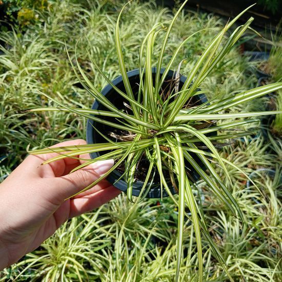 Осока птахонога variegata, Зелений