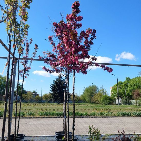 Яблуня декоративнаz Rudolph Pa 1.7 h 3.0-4.0, С45